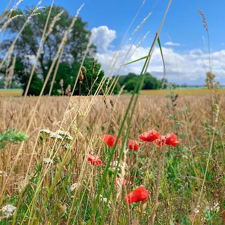 Sanddorn * Gollwitz